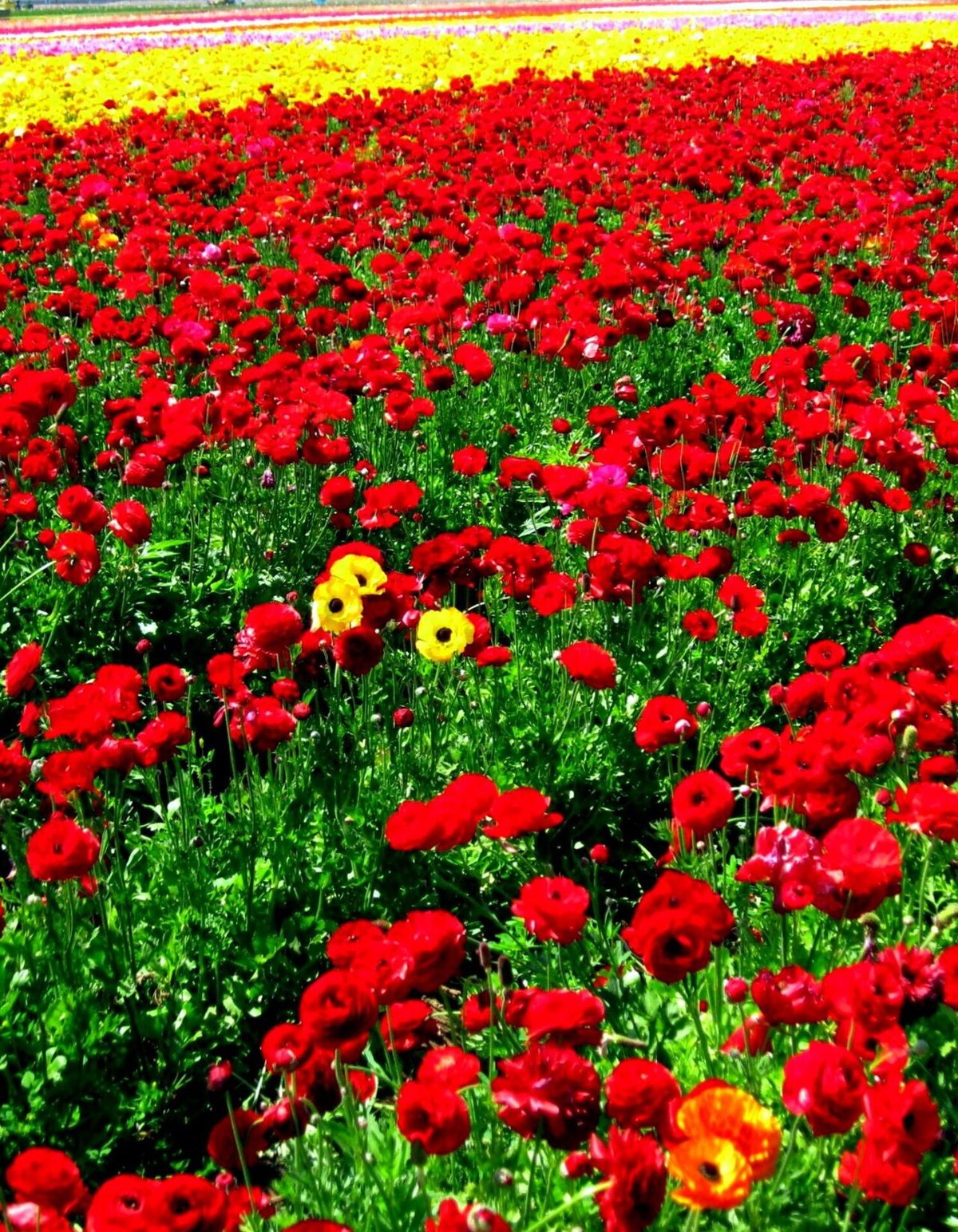Rows of colorful ranunculus blooms at the Flower Fields in Carlsbad, San Diego County