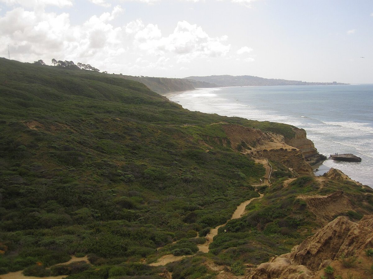 Wildflowers and sandstone cliffs along the coastal trail at Torrey Pines State Natural Reserve