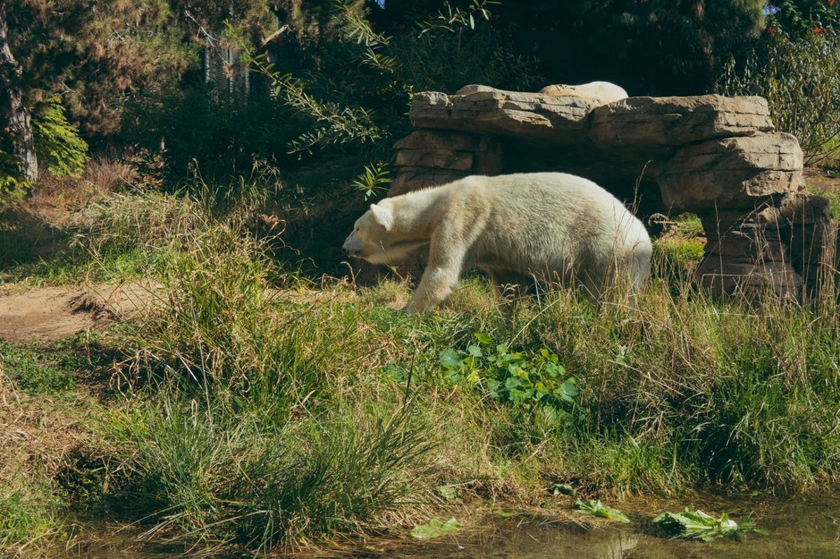 A polar bear moving through a lush green habitat at the San Diego Zoo in Balboa Park