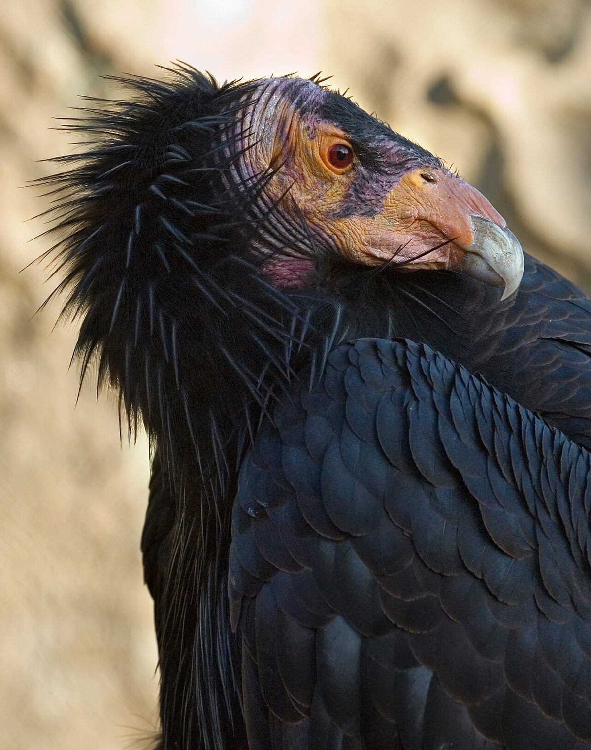 A California condor, one of the species the San Diego Zoo helped bring back